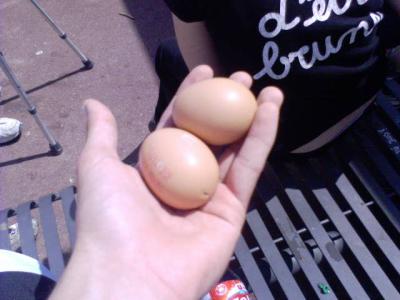 les oeufs